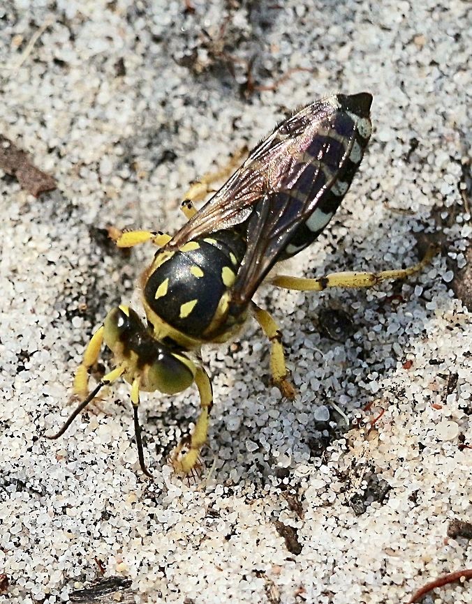 Sand wasp preparing to dig a brood chamber ( Mostlikely genus Bembix )  Australia,Geotagged,Summer