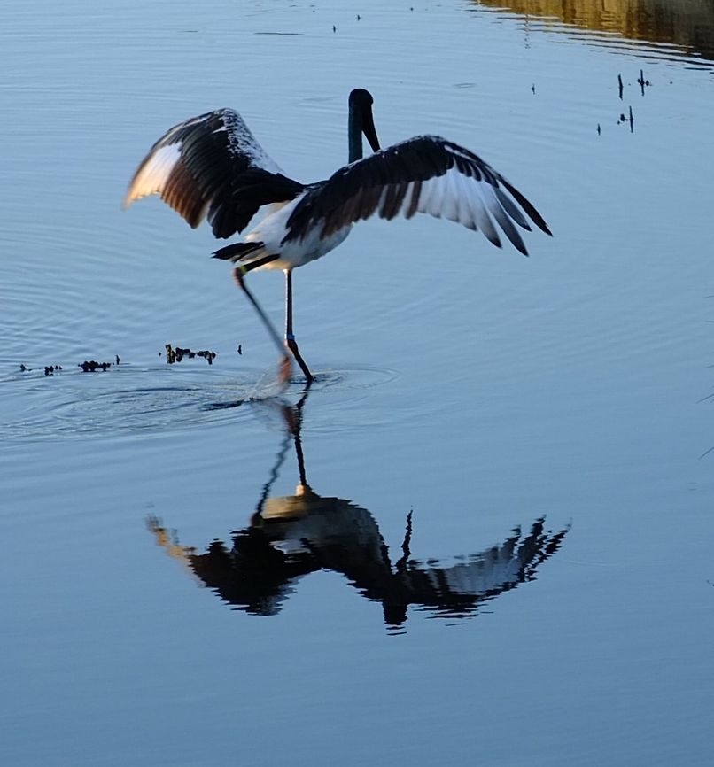 Black - necked Stork ( Ephippiorhynchus asiaticus) Doing a bit of a dance. Australia,Black-necked Stork,Ephippiorhynchus asiaticus,Geotagged,Summer