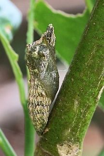 Pupae of dingy swallowtail ( Papilio anactus)  Australia,Eamw butterflies,Eamw pupae,Geotagged,Papilio anactus,Summer,papilio anactus
