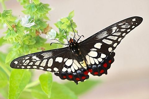 Adult dainty swallowtail ( Papilio anactus)  Australia,Dainty Swallowtail,Eamw butterflies,Geotagged,Papilio anactus,Summer