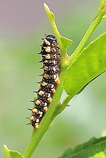 Dingy or dainty swallowtail caterpillar in its final instar ( Papilio anactus) Feeding on citrus. Australia,Dainty Swallowtail,Eamw butterflies,Eamw caterpillars,Geotagged,Papilio anactus,Summer