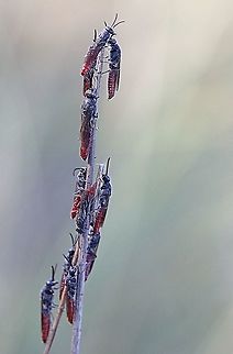 Unidentified species of wasp . Found congregated early morning on a grass stalk. Australia,Geotagged,Summer