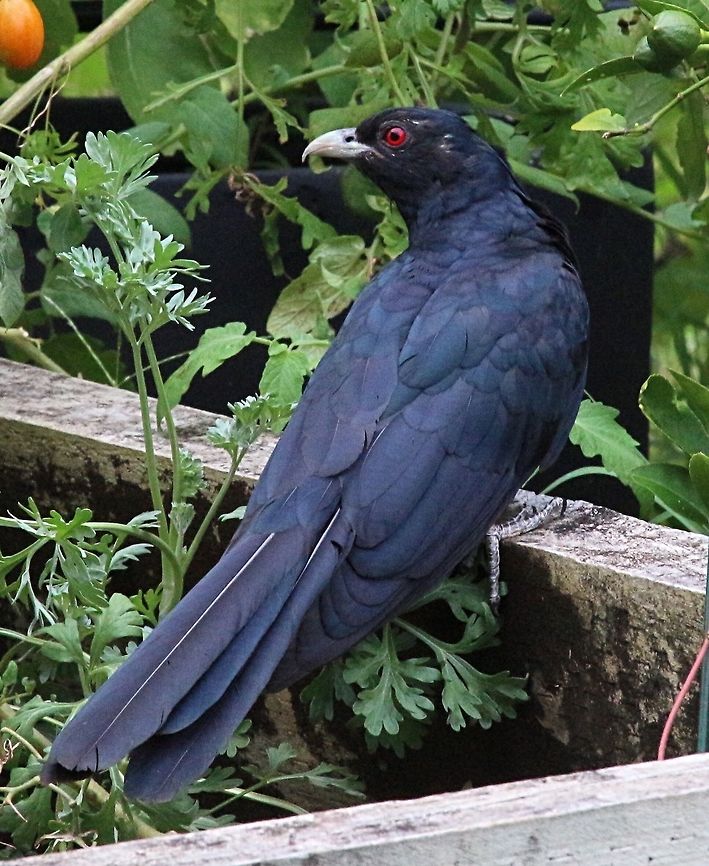 Pacific Koel ( Eudynamys orientalis ) Male pacific koel visiting a domestic garden. Australia,Eudynamys orientalis,Geotagged,Pacific koel,Summer