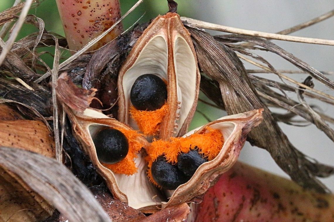 Bird of Paradise flower (Strelitzia retinae ) Ripe seed capsule opened up ready to expel seeds.<br />
Found in a domestic garden. Australia,Bird of Paradise flower,Geotagged,Strelitzia reginae,Summer