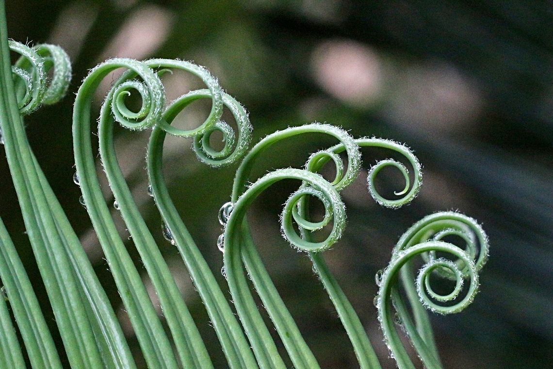Sago Palm (Cycas revoluta ) New fronds uncurling. Found in a domestic garden Cycas revoluta,Sago Palm