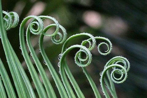 Sago Palm (Cycas revoluta ) New fronds uncurling. Found in a domestic garden Cycas revoluta,Sago Palm