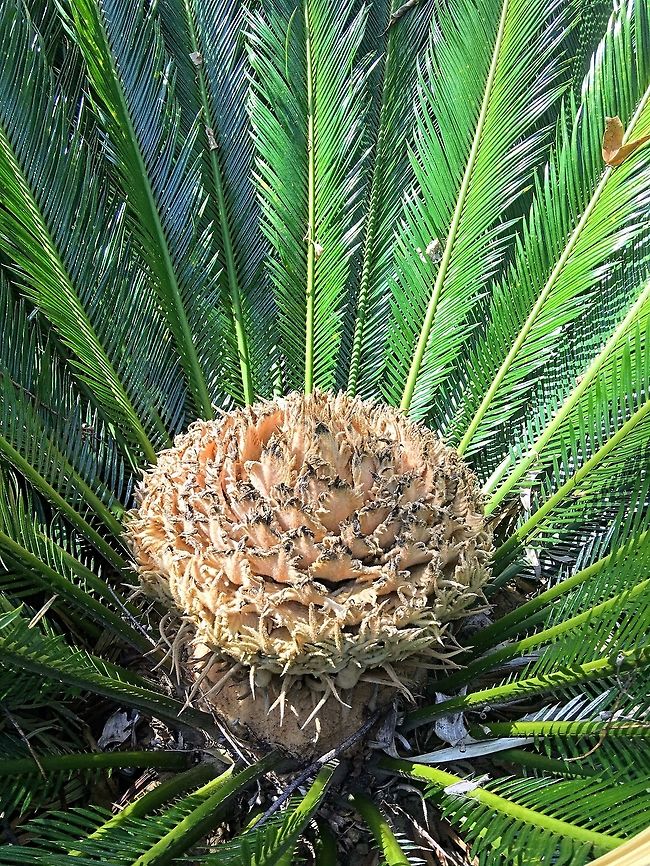 Sago Palm ( Cycas revoluta) female flower . The Sago Palm has separate male and female plants. Cycas revoluta,Sago Palm