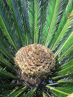 Sago Palm ( Cycas revoluta) female flower . The Sago Palm has separate male and female plants. Cycas revoluta,Sago Palm