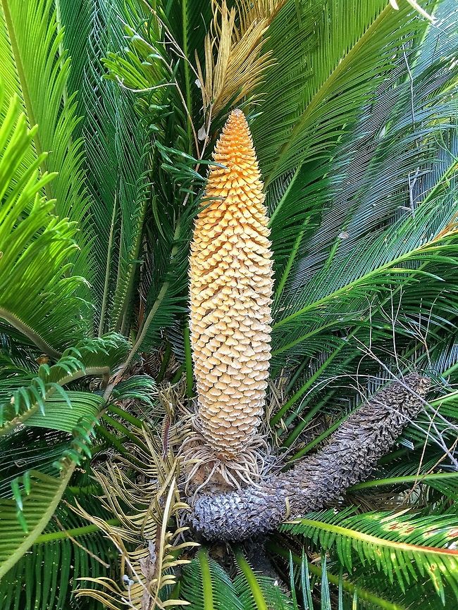 Sago Palm ( Cycas revoluta) male flower cones ( strobilus) old and new . Found in a domestic garden . Cycas revoluta,Sago Palm