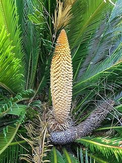 Sago Palm ( Cycas revoluta) male flower cones ( strobilus) old and new . Found in a domestic garden . Cycas revoluta,Sago Palm