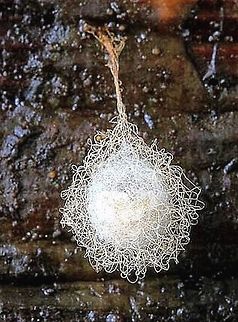 Pirat spider egg sack- unidentified  Eamw spiders