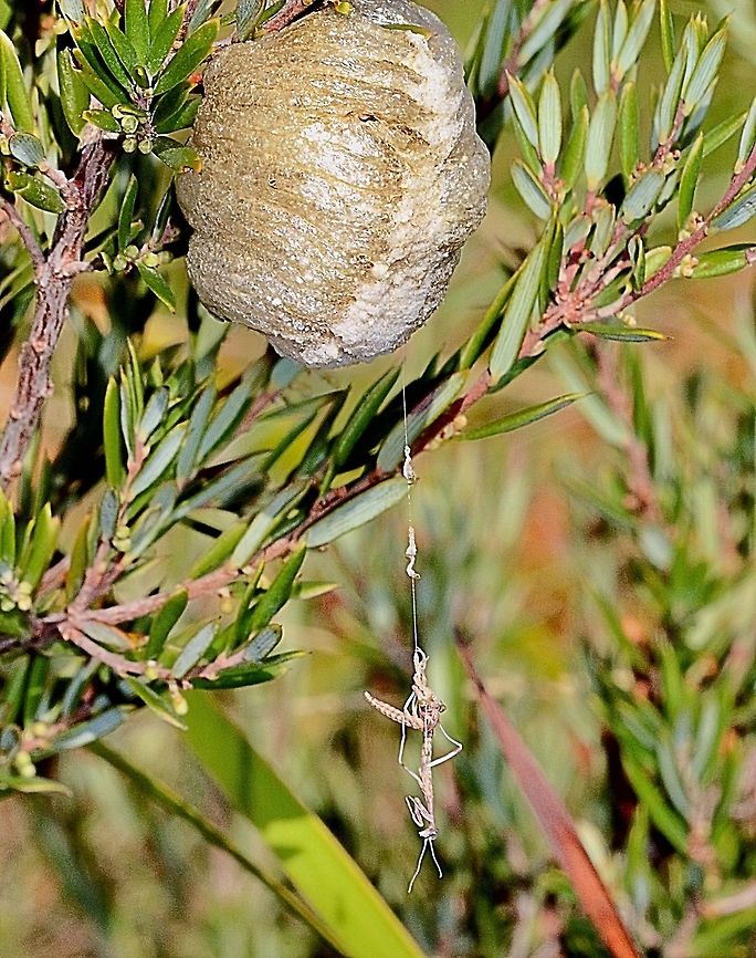 Large brown mantid egg capsule ( ooethecae) Two nymphs just emerged and can be seen dangling on a thread , which most like is a spider web.  Archimantis latistyla,Australia,Geotagged,Large brown mantis,Summer