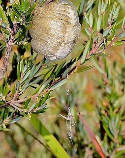 Large brown mantid egg capsule ( ooethecae) Two nymphs just emerged and can be seen dangling on a thread , which most like is a spider web.  Archimantis latistyla,Australia,Geotagged,Large brown mantis,Summer