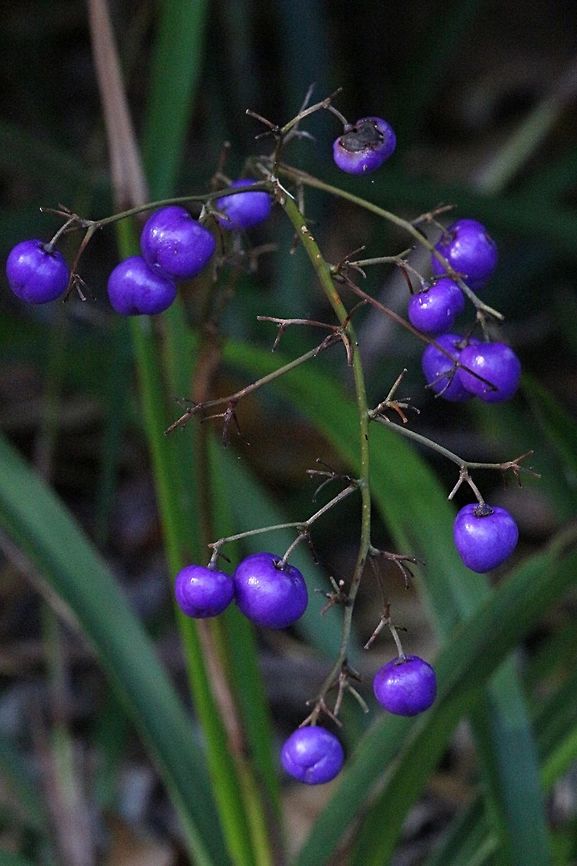 Flax lily fruit- ( Daniela sp.  Australia,Geotagged,Summer
