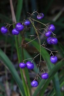 Flax lily fruit- ( Daniela sp.  Australia,Geotagged,Summer
