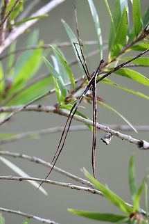Net casting spider male- Deinopis suprufa Body approx. 20 mm but the legs measured at least 100 mm . Australia,Deinopis subrufa,Eamw spiders,Geotagged,Summer