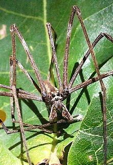 Close up of male Deinopis subrufa .  Australia,Deinopis subrufa,Eamw spiders,Geotagged,Summer