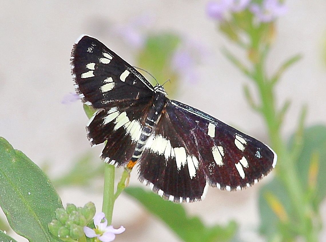 Common aeroplane- Phaedymea shepherdi Feeding on unidentified flowers along Karuah river. Australia,Eamw moth,Geotagged,Phaedyma shepherdi,Phaedymea ew,Summer