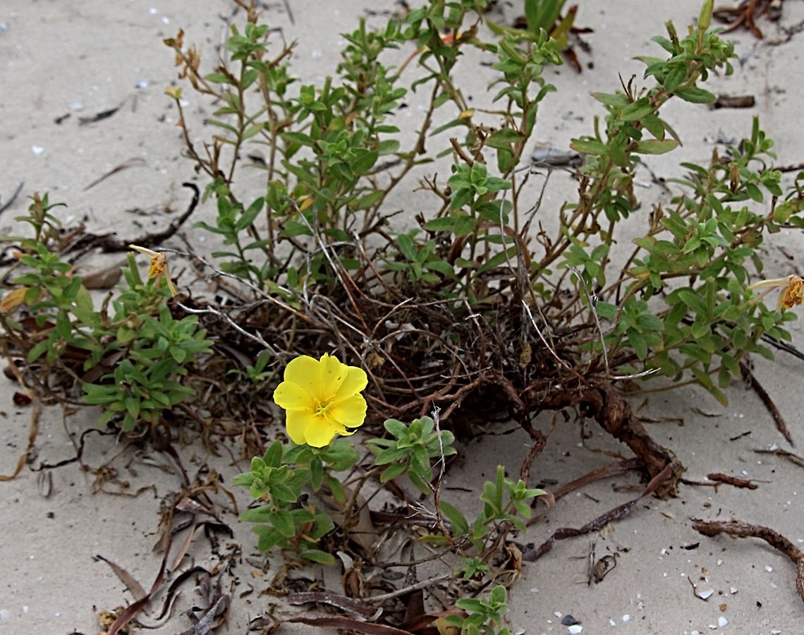 Evening - primrose.  - Oenothera drummondii Growing in sand dunes along the coast. Australia,Beach Evening Primrose,Geotagged,Oenothera drummondii,Summer