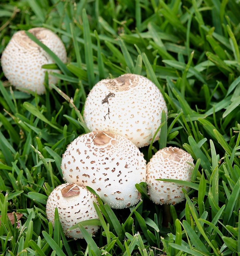 Slender parasol - Macrolepiota clelandii Found growing in a lawn area near the coast. Australia,Geotagged,Macrolepiota clelandii,Summer