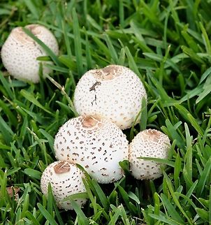 Slender parasol - Macrolepiota clelandii Found growing in a lawn area near the coast. Australia,Geotagged,Macrolepiota clelandii,Summer