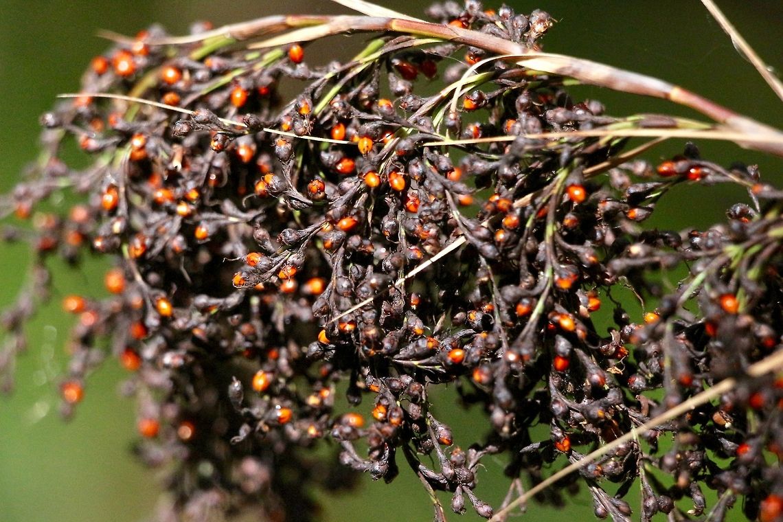 Red-fruit saw- sedge - Gahnia sieberiana This plant is the host plant of the shard grass-brown butterfly  (Tisiphone abeona).  Australia,Geotagged,Red-fruit saw-sedge,Summer,sieberiana