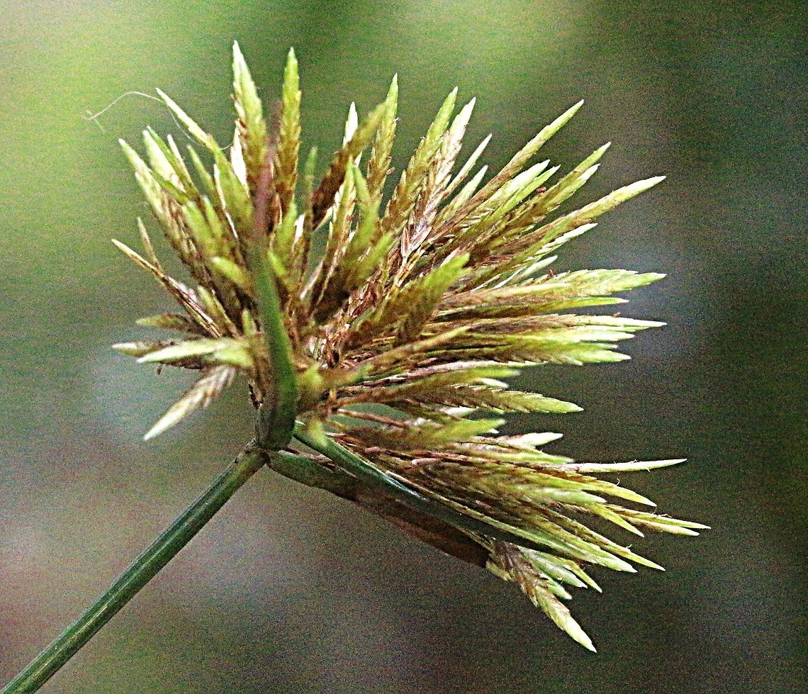 Bunche sedge - Cyperus polystachyos Flower head closeup Australia,Bunchy sedge,Geotagged,Summer,polystachyos