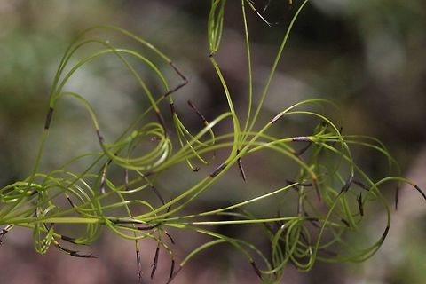 curly sedge - Caustis flexuosa Australia,Curly wig,Geotagged,Spring,flexuosa