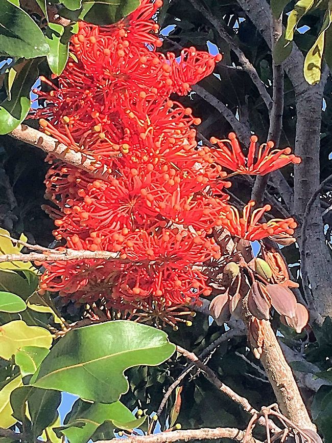 Firewheel tree - Stenocarpus sinuatus A true rainforest tree but used extensively as an ornamental tree along roadsides and gardens. Australia,Firewheel tree,Geotagged,Summer,sinuatus
