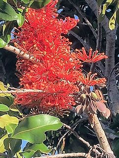 Firewheel tree - Stenocarpus sinuatus A true rainforest tree but used extensively as an ornamental tree along roadsides and gardens. Australia,Firewheel tree,Geotagged,Summer,sinuatus