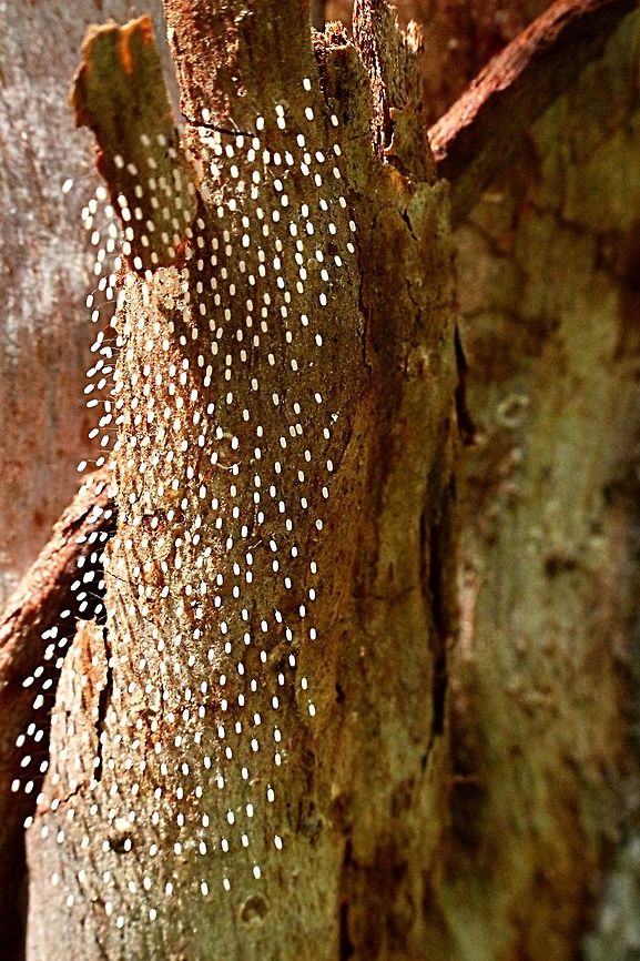 Eggs of a unidentified species of lacewing. Each one of course is attached with a thin stalk to the eucalyptus tree Australia,Geotagged,Spring