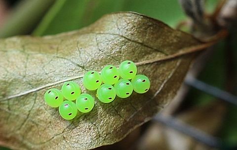 Eggs from a unidentified tip wilting bug.  Australia,Geotagged,Spring