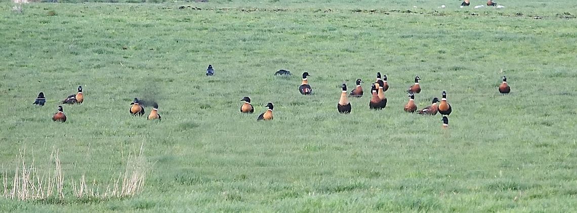 Australian Shelduck - Tadorna tadornoides Large flocks form on farm grassing land prior to the breeding season. But maybe in this case mostly males who missed out on finding a partner. Australia,Australian Shelduck,Geotagged,Tadorna tadornoides,Winter
