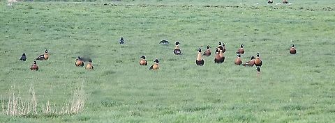 Australian Shelduck - Tadorna tadornoides Large flocks form on farm grassing land prior to the breeding season. But maybe in this case mostly males who missed out on finding a partner. Australia,Australian Shelduck,Geotagged,Tadorna tadornoides,Winter