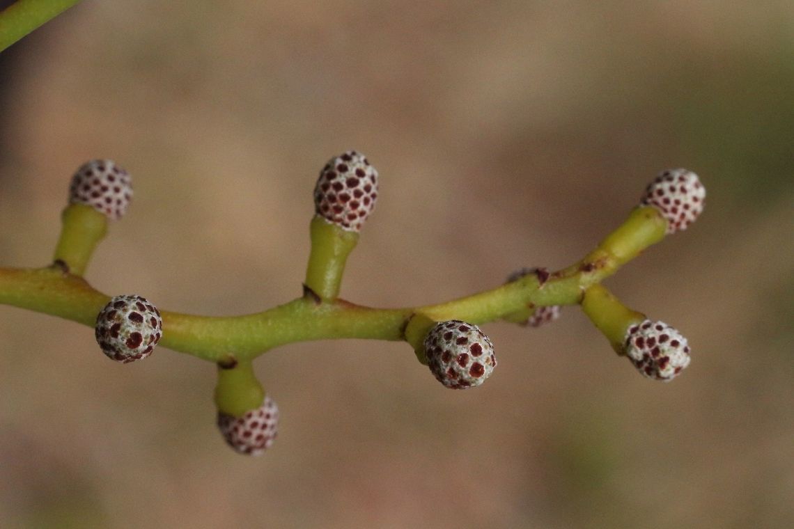 Flower buds of golden wattle - Acacia pycnantha  Acacia pycnantha,Australia,Fall,Geotagged,Golden wattle