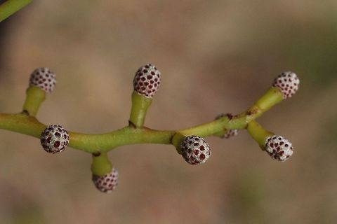 Flower buds of golden wattle - Acacia pycnantha  Acacia pycnantha,Australia,Fall,Geotagged,Golden wattle