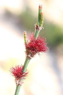 Flower of swamp she oak - Casuarina clauca Minute flower , almost Alwine overlooked.
It is native to the east cost of Australia but is often planted as an ornamental or soil retaining plant in other states. Australia,Casuarina clauca,Fall,Geotagged,glauca