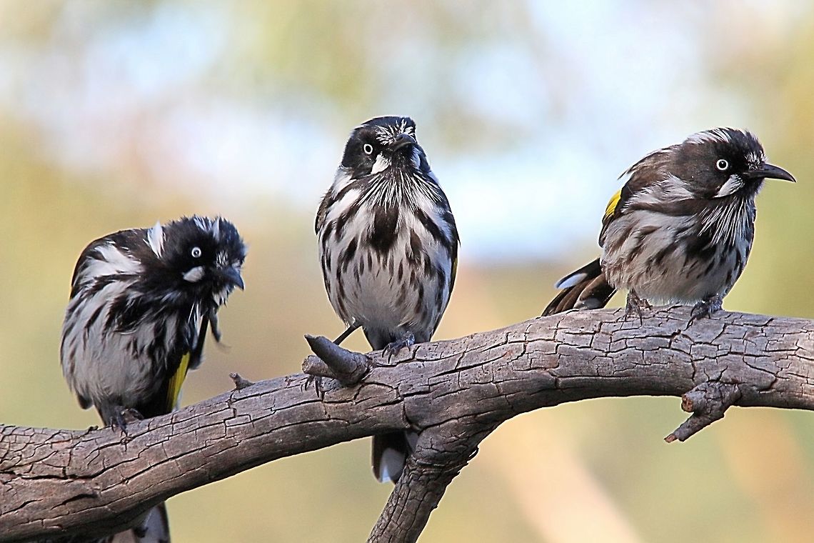New Holland honeyeaters - Phylidonyris novaehollandiae Sometimes very social birds. Australia,Fall,Geotagged,New Holland honeyeater,Phylidonyris novaehollandiae
