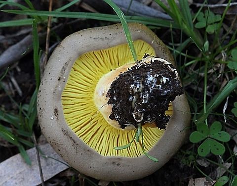 Gilled bolete - Phylloporus rhodoxanthus. Details of gills Australia,Fall,Geotagged,Gilled bolete,Phylloporus rhodoxanthus