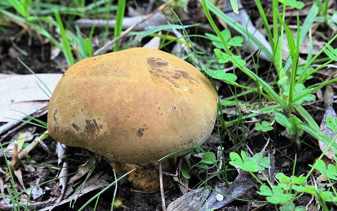 Gilled bolete - Phylloporus rhodoxanthus  Australia,Fall,Geotagged,Gilled bolete,Phylloporus rhodoxanthus