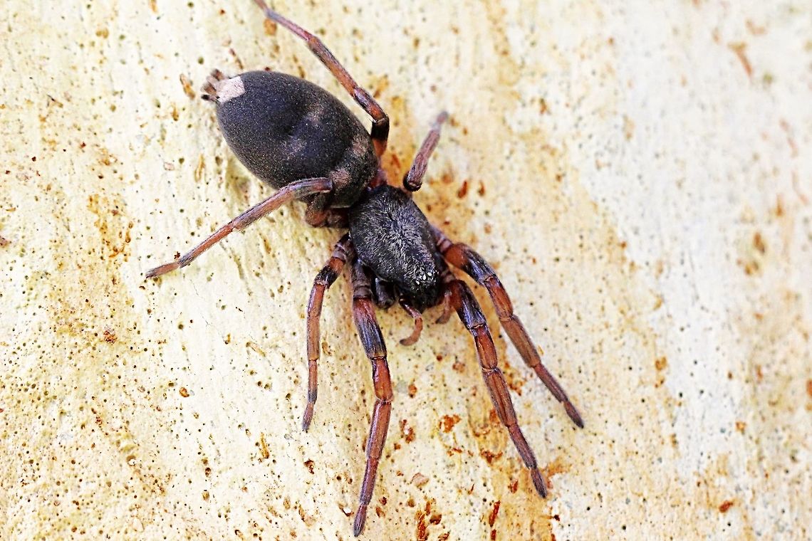 White tailed spider - genus Lampona There are two species - Lampona cylindrata and Lampona murina .<br />
It requires microscopic studies to identify the two species reliably. Australia,Eamw spiders,Fall,Geotagged
