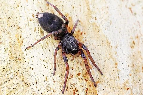 White tailed spider - genus Lampona There are two species - Lampona cylindrata and Lampona murina .
It requires microscopic studies to identify the two species reliably. Australia,Eamw spiders,Fall,Geotagged