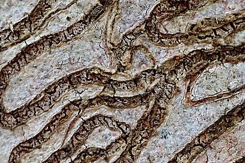 Passageways created by Scribbly gum moth - Ogmograptis scribula just under the old bark of eucalyptus tree - Eucalyptus haemastoma  Australia,Geotagged,Winter,galleries