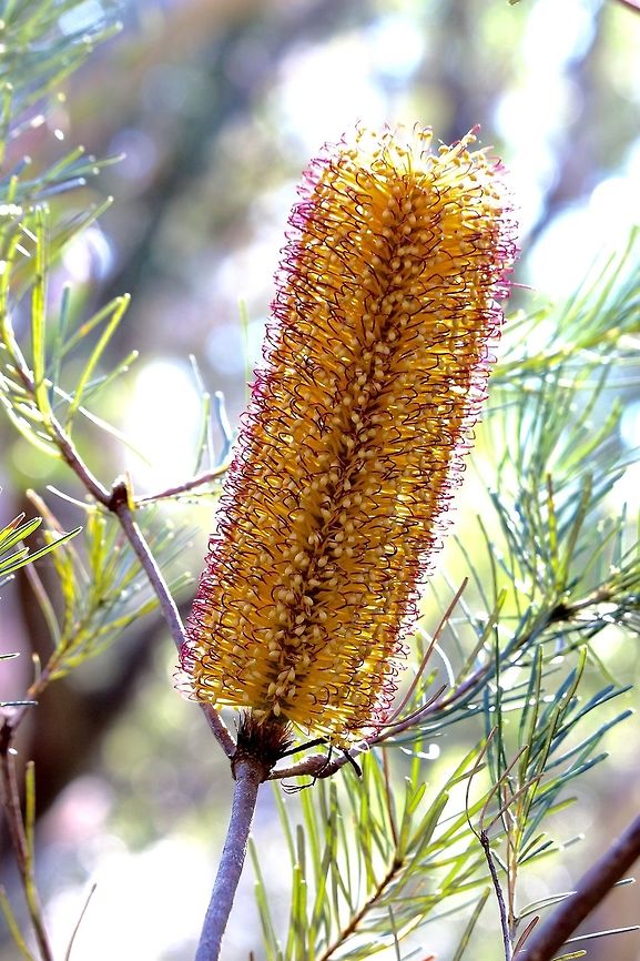 Hairpin banksia - Banksia spinulosa  Australia,Banksia spinulosa,Geotagged,Hairpin banksia,Winter