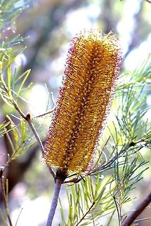 Hairpin banksia - Banksia spinulosa  Australia,Banksia spinulosa,Geotagged,Hairpin banksia,Winter