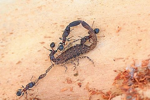 Marbled scorpion - Lychas marmoreus being attached and killed by carpenter ants ( species not identified)  Australia,Fall,Geotagged,Lychas marmoreus,Marbled Scorpion