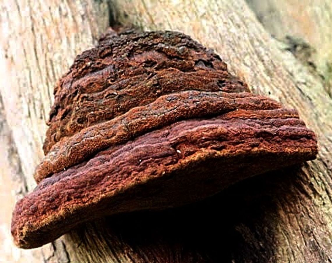 A Polyporue Fungus not identified Possibly genus Fomes . Growing on coastal tea tree. Australia,Geotagged