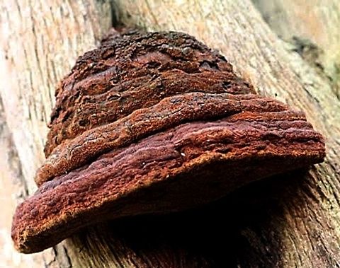A Polyporue Fungus not identified Possibly genus Fomes . Growing on coastal tea tree. Australia,Geotagged