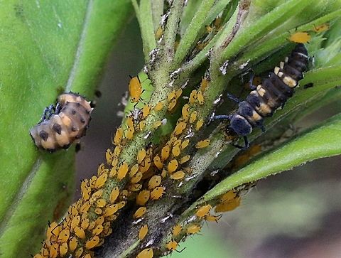Variable ladybird larvae feeding on aphids and one larvae started to pupate - Coelophora inaequalis  Australia,Coelophora inaequalis,Common Australian Ladybird,Geotagged,Spring