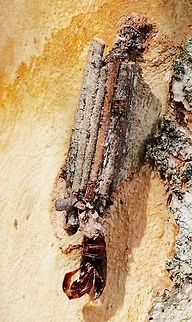A unidentified case and empty pupae skin of a case or bag moth hanging behind some bark on a eucalyptus tree.  Case moth,Eamw case moth,Eamw moth,unidentified